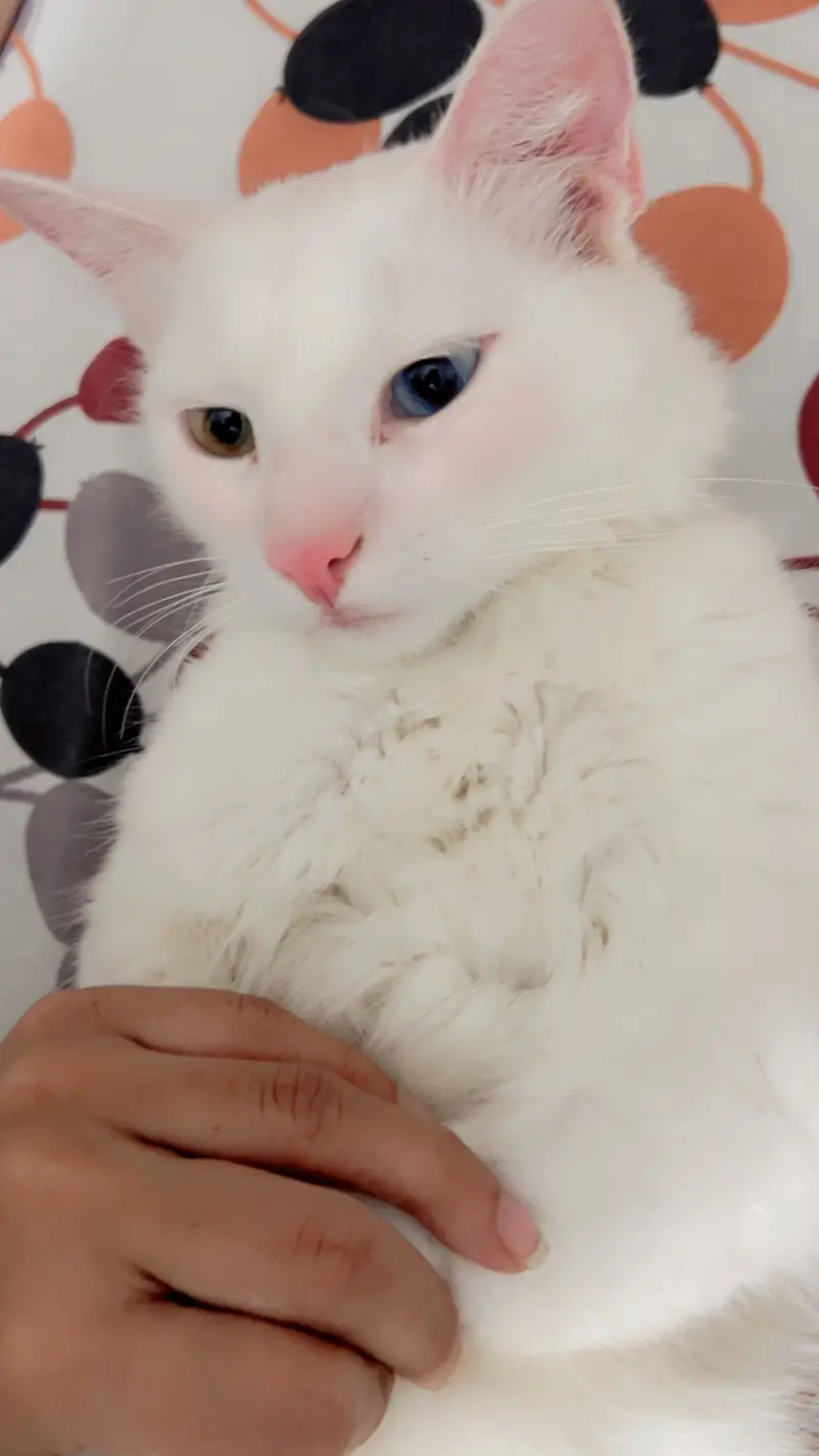 Turkish angora — photo 2