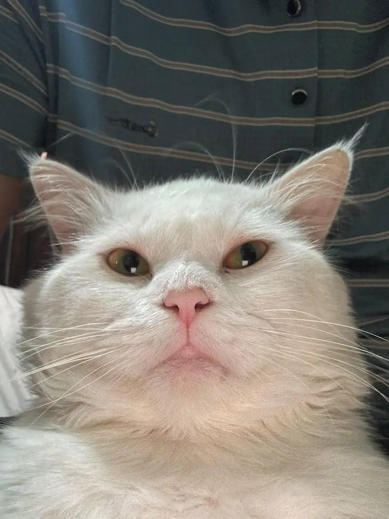 Turkish Angora & Doll-Face Persian Triple coated — photo 2