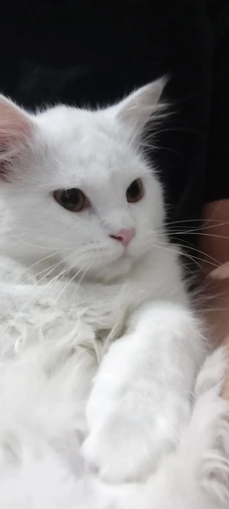 Turkish Angora & Doll-Face Persian Triple coated — photo 3