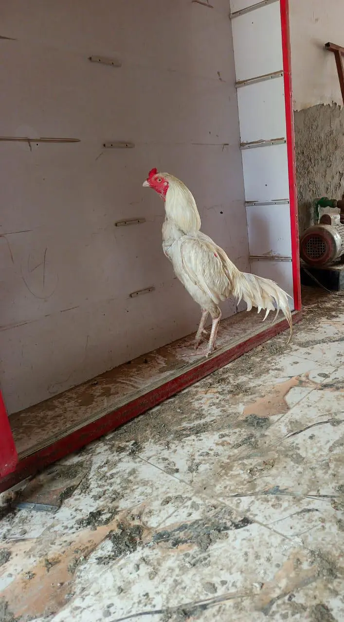 Heera highy quality male mushki female — photo 2