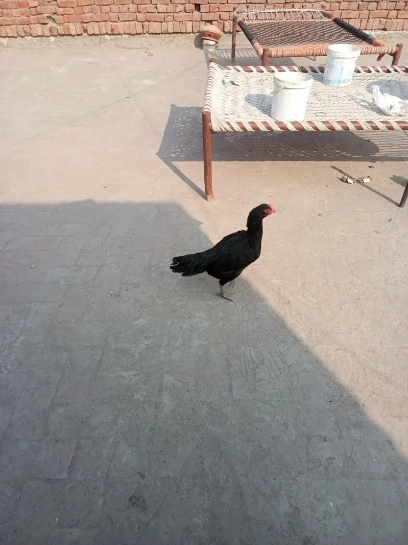 Heera highy quality male mushki female — photo 6