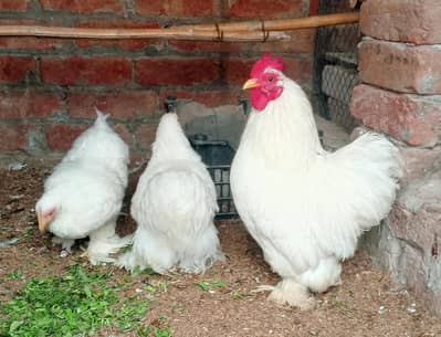 Bentem Male for Sale