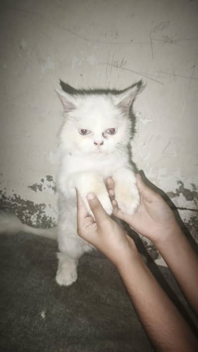 Persian small cat for sale
