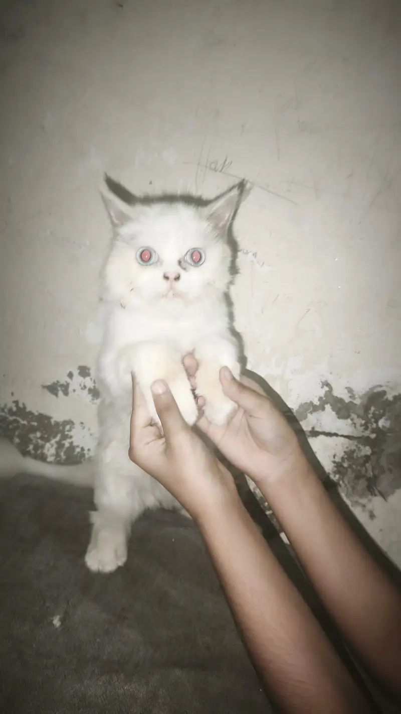 Persian small cat for sale — photo 2