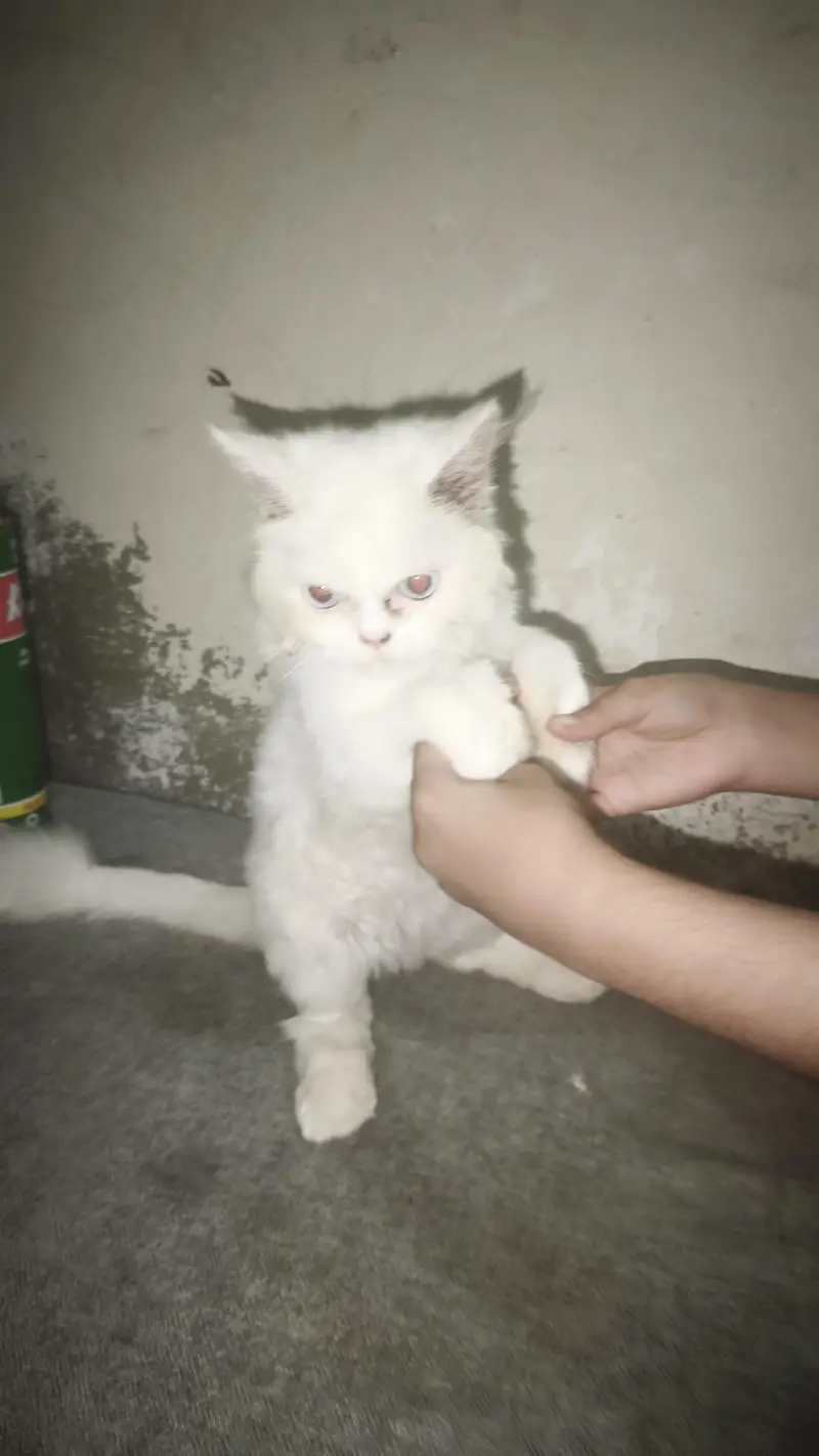 Persian small cat for sale — photo 3