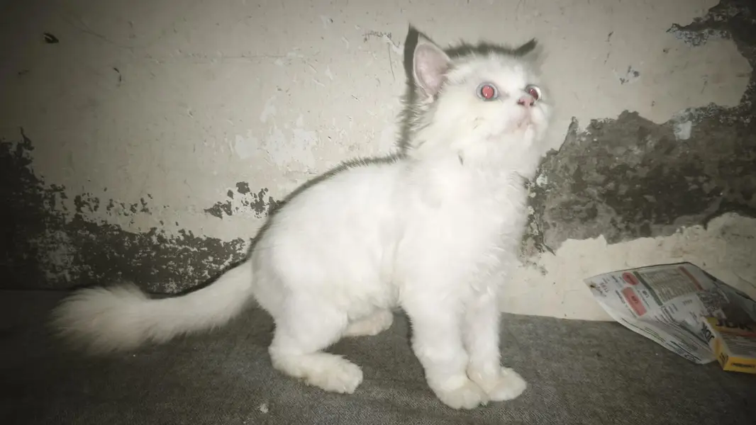 Persian small cat for sale — photo 4