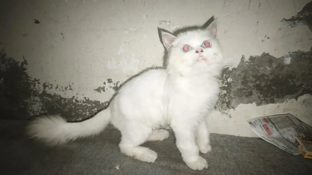 Persian small cat for sale — photo 5