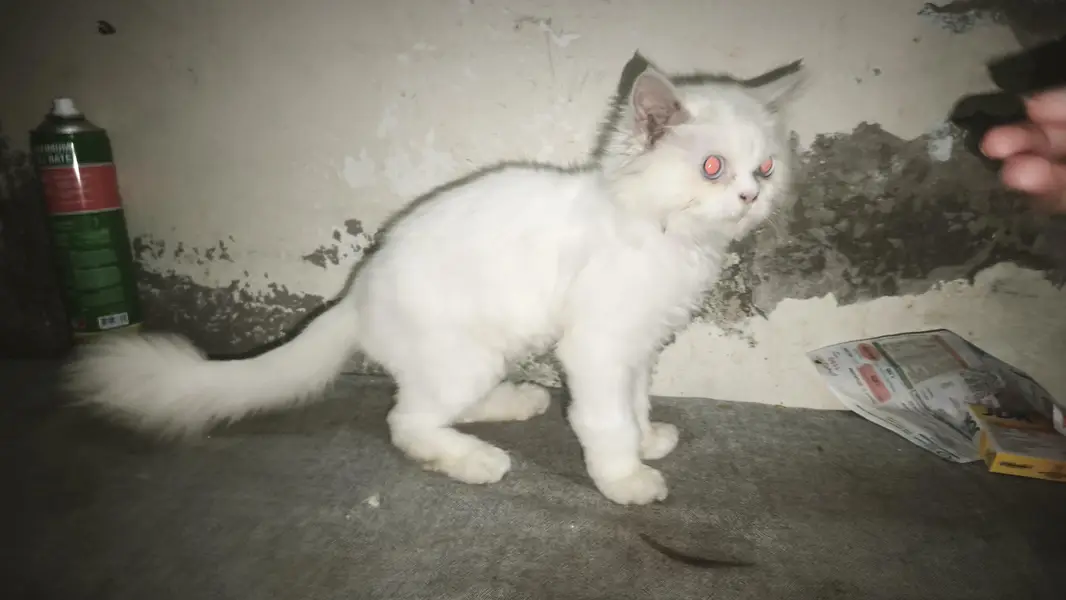 Persian small cat for sale — photo 6