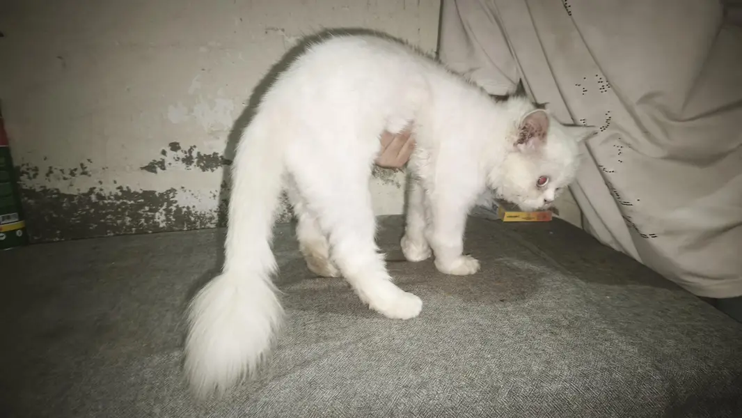 Persian small cat for sale — photo 7