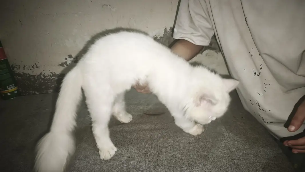 Persian small cat for sale — photo 8