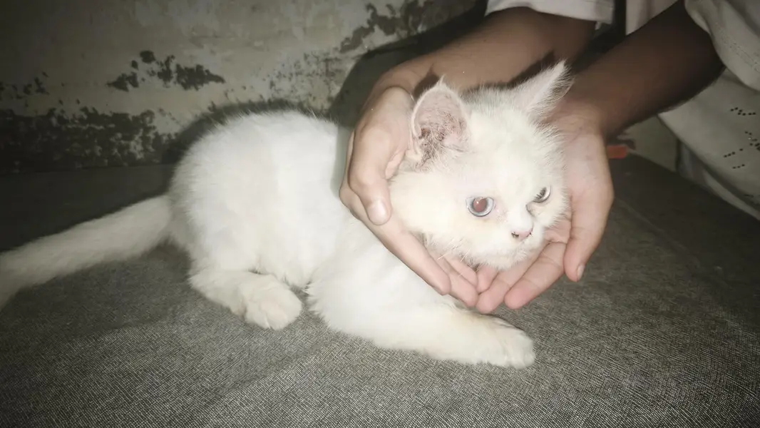 Persian small cat for sale — photo 9