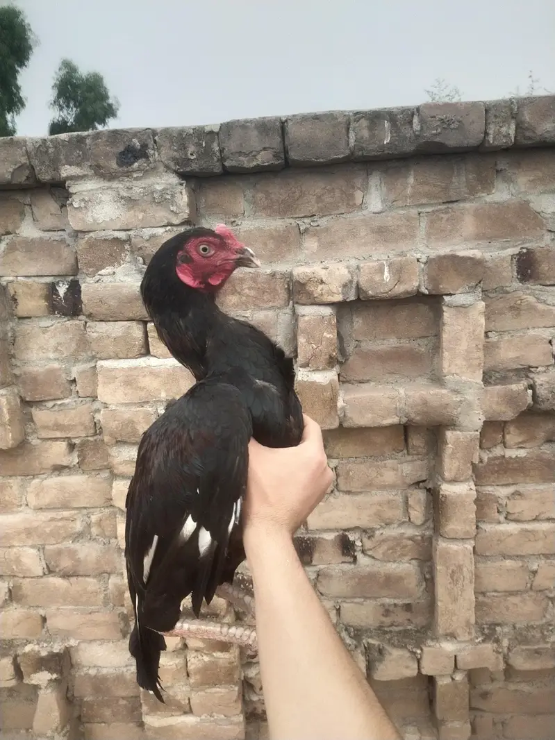 peshawer zoo — photo 2