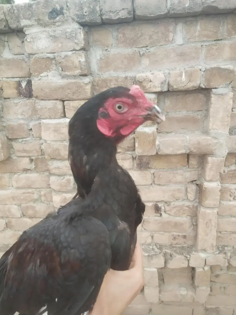 peshawer zoo — photo 3