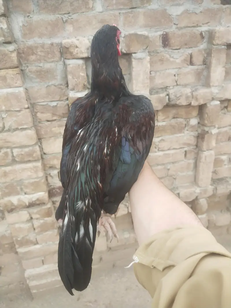 peshawer zoo — photo 4