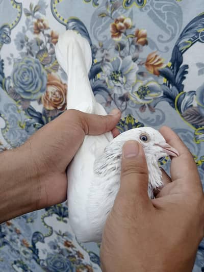 Lal Moti White Male Pigeon | Islamabad