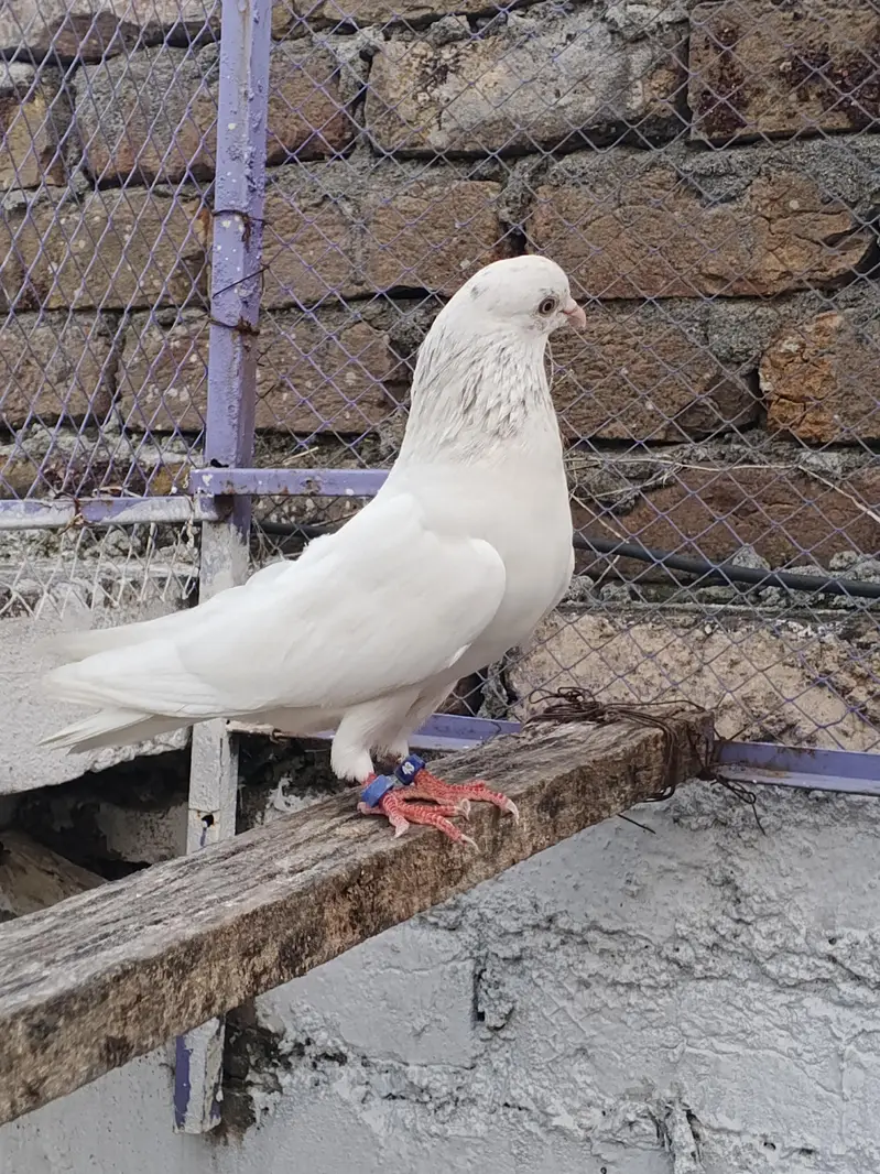 Lal Moti White Male Pigeon | Islamabad — photo 2