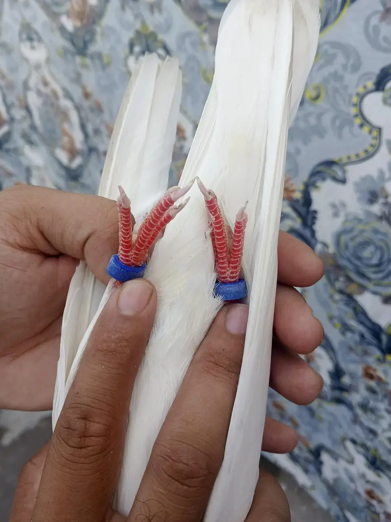 Lal Moti White Male Pigeon | Islamabad — photo 3