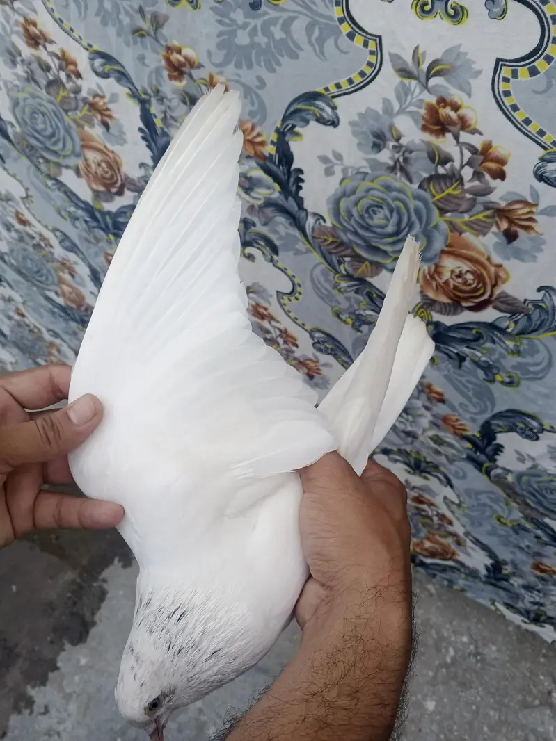 Lal Moti White Male Pigeon | Islamabad — photo 4
