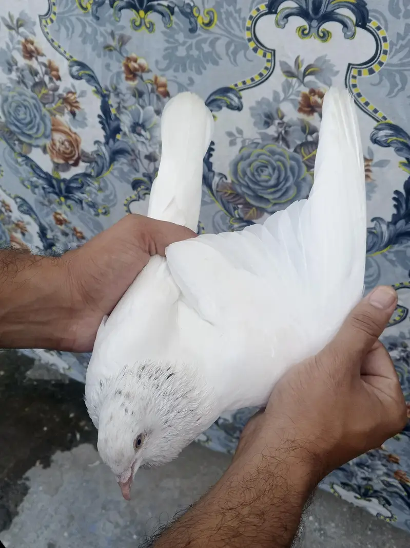 Lal Moti White Male Pigeon | Islamabad — photo 5