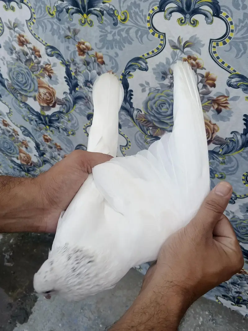 Lal Moti White Male Pigeon | Islamabad — photo 7