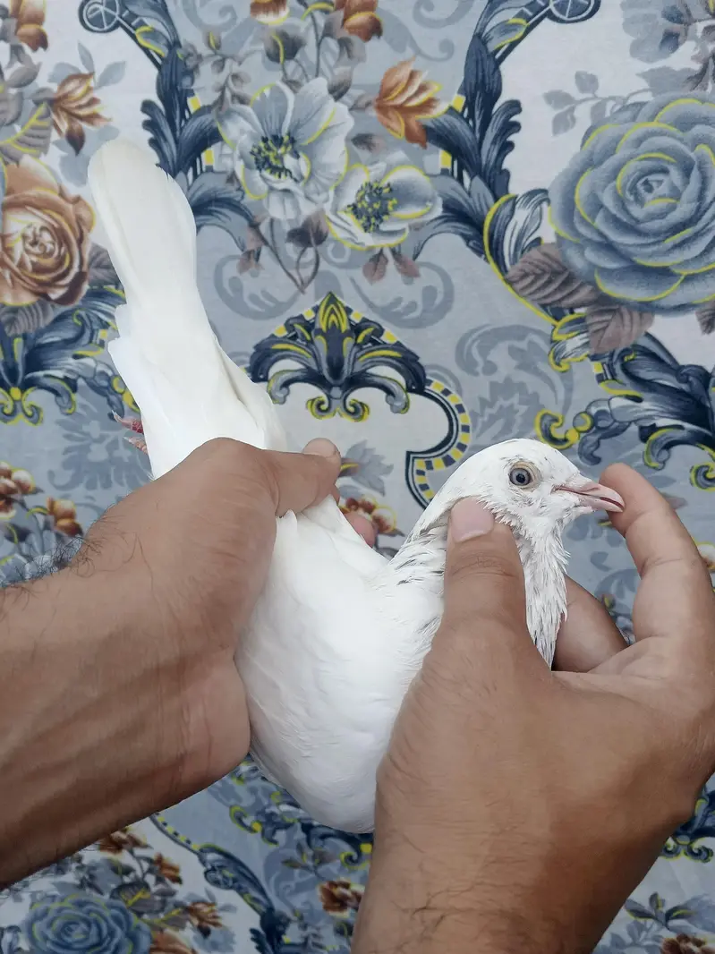 Lal Moti White Male Pigeon | Islamabad — photo 8