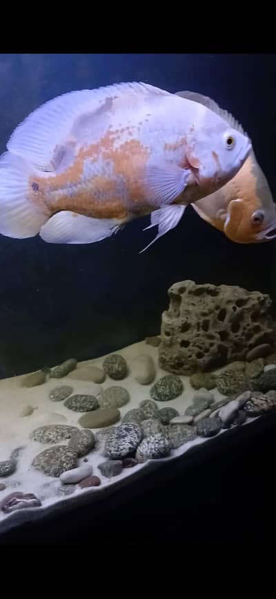 Albino Oscar piece for sale 11 inch