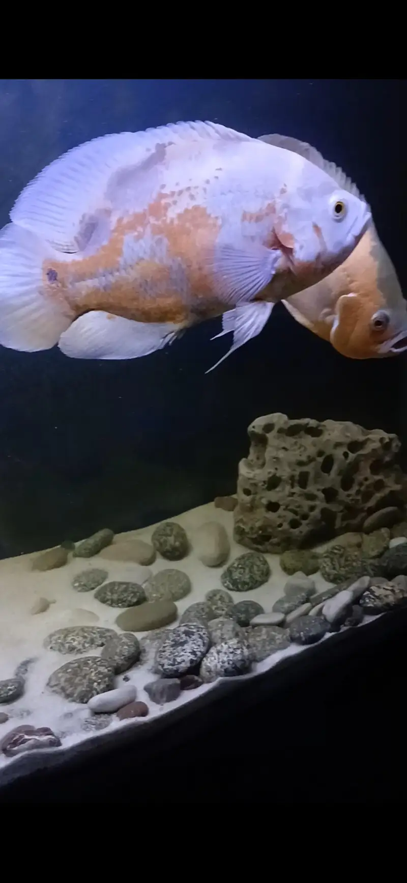 Albino Oscar piece for sale 11 inch