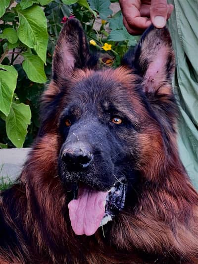 pink pedigree male son off leon