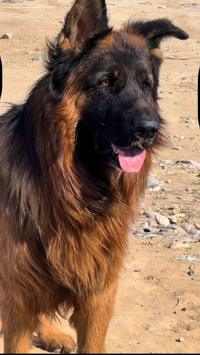 pink pedigree male son off leon — photo 4