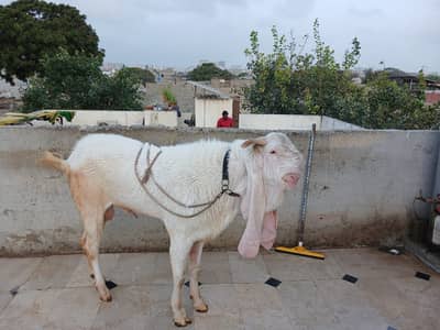 Gulabi Breeder Male Goat