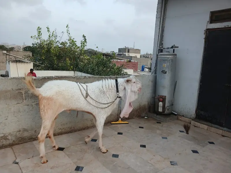 Gulabi Breeder Male Goat — photo 2