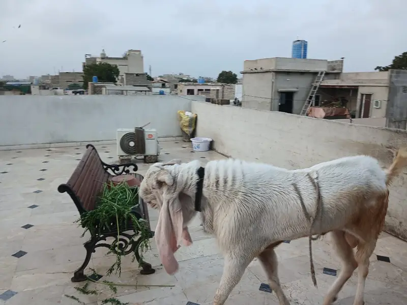 Gulabi Breeder Male Goat — photo 3