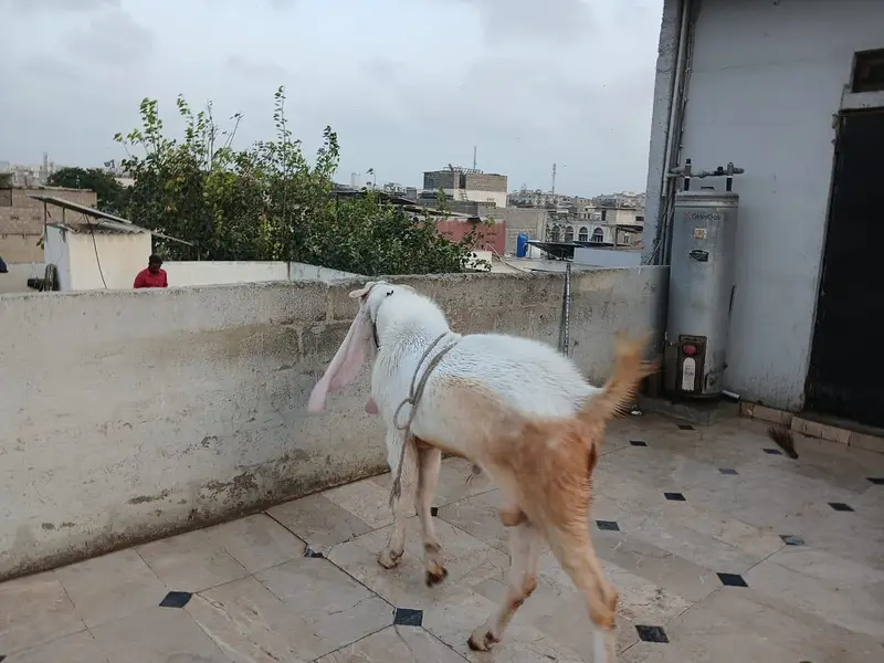 Gulabi Breeder Male Goat — photo 4