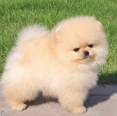 pomeranin  puppies pedigree microchiped