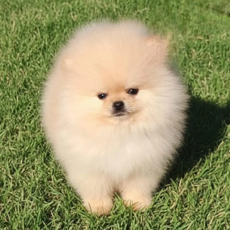 pomeranin  puppies pedigree microchiped — photo 2