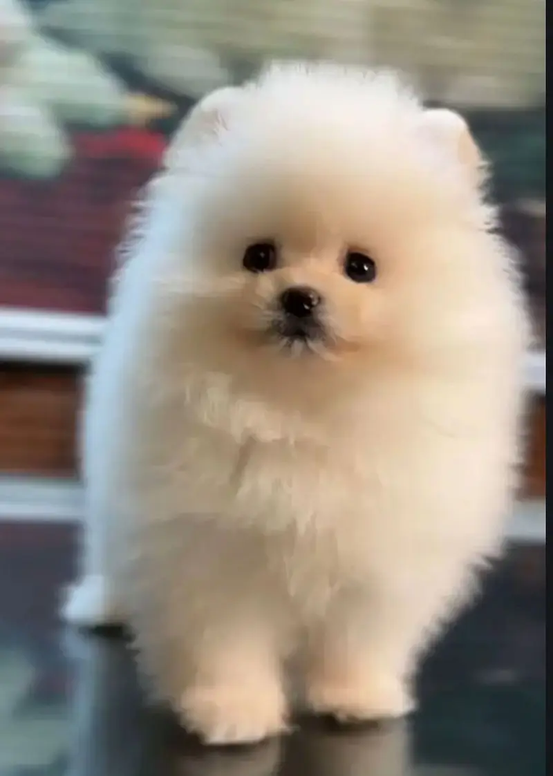 pomeranin  puppies pedigree microchiped — photo 3