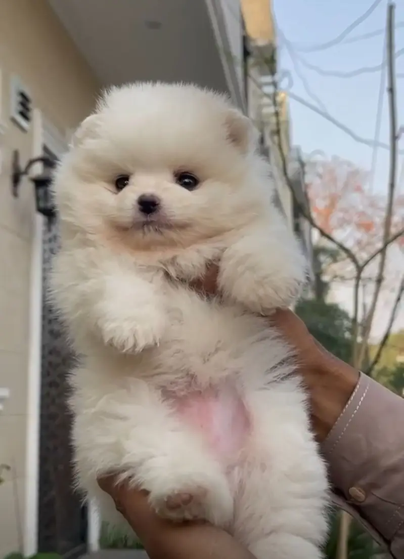 pomeranin  puppies pedigree microchiped — photo 4