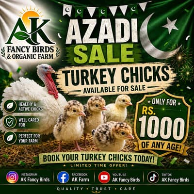 Turkey Chicks available for sale and white turkey female