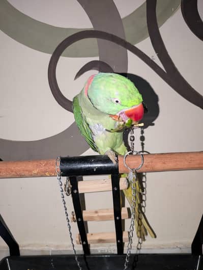 pahri Raw parrot