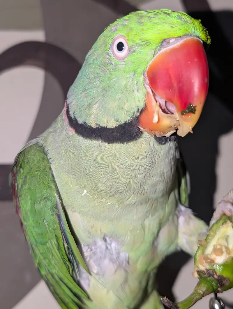 pahri Raw parrot — photo 2