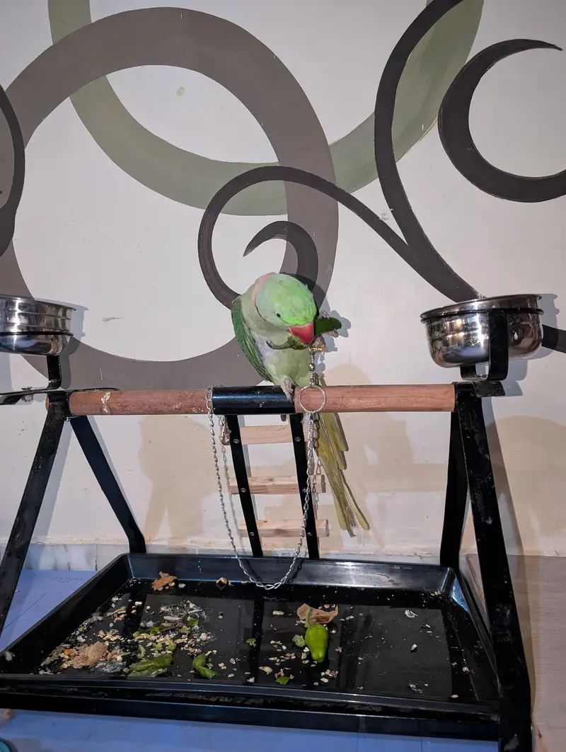 pahri Raw parrot — photo 3