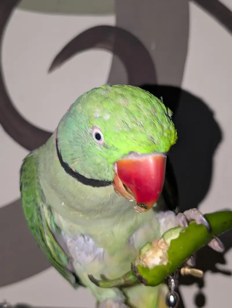 pahri Raw parrot — photo 4