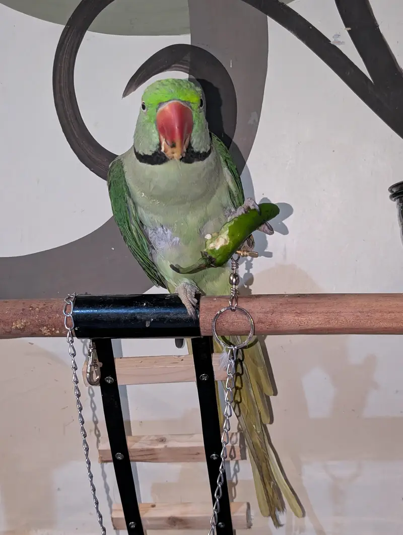 pahri Raw parrot — photo 5