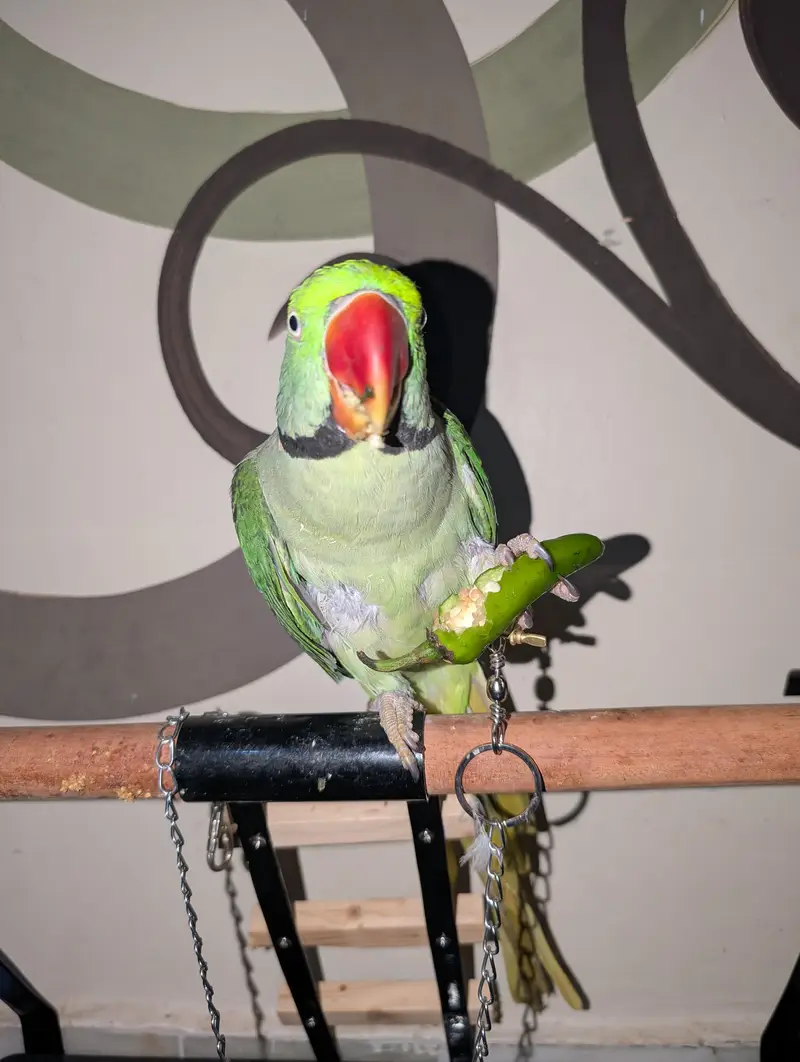 pahri Raw parrot — photo 6