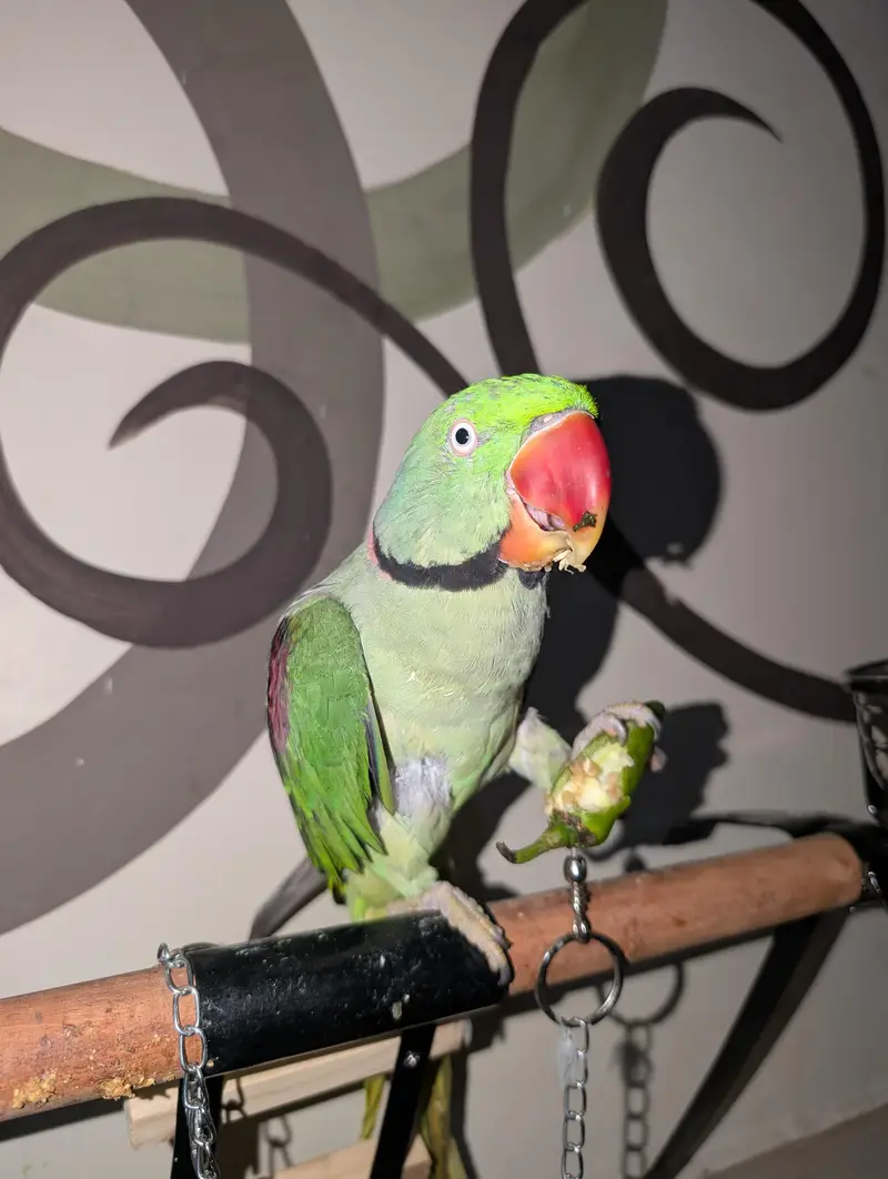 pahri Raw parrot — photo 7