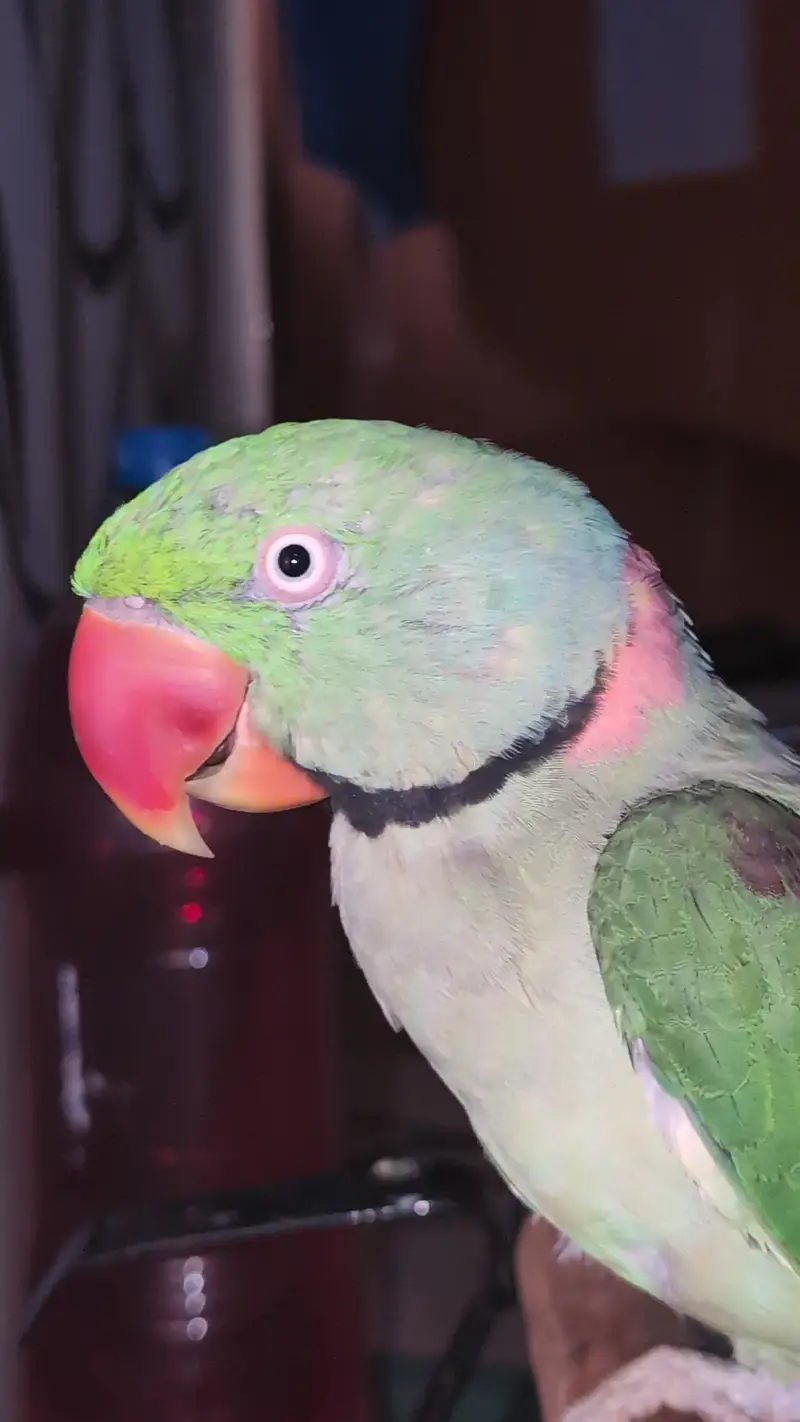 pahri Raw parrot — photo 8