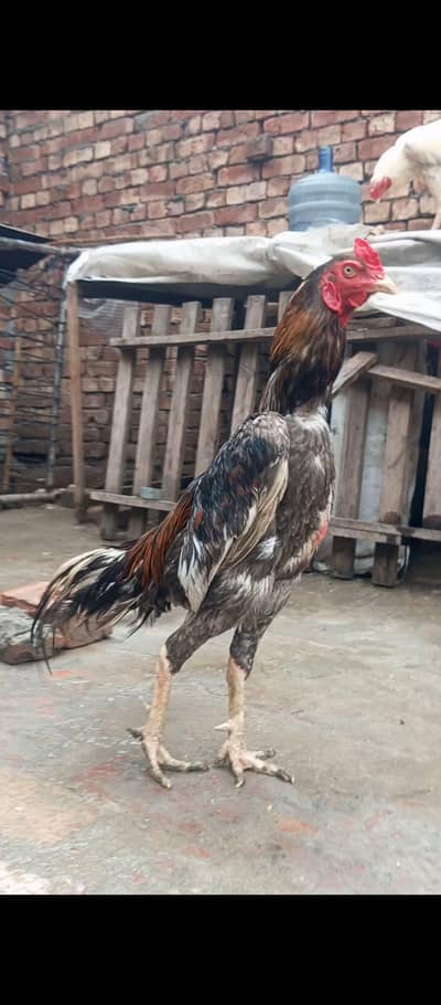 kamalya + lassani Breed male with female for sale