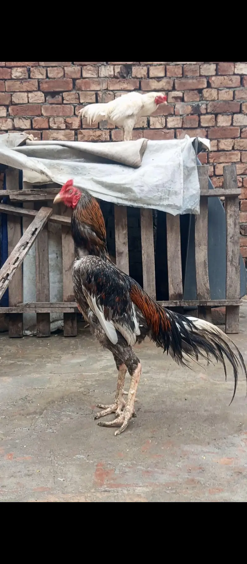 kamalya + lassani Breed male with female for sale — photo 2