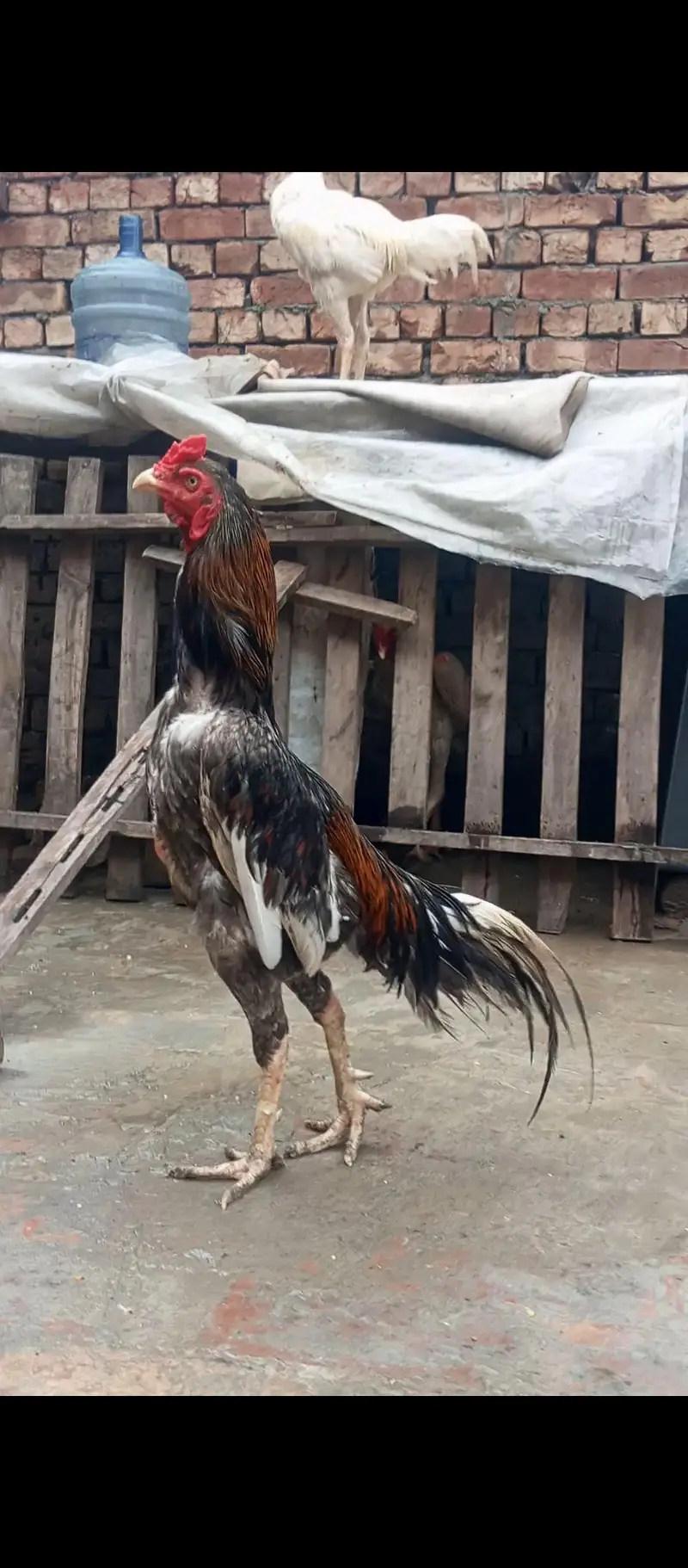kamalya + lassani Breed male with female for sale — photo 3