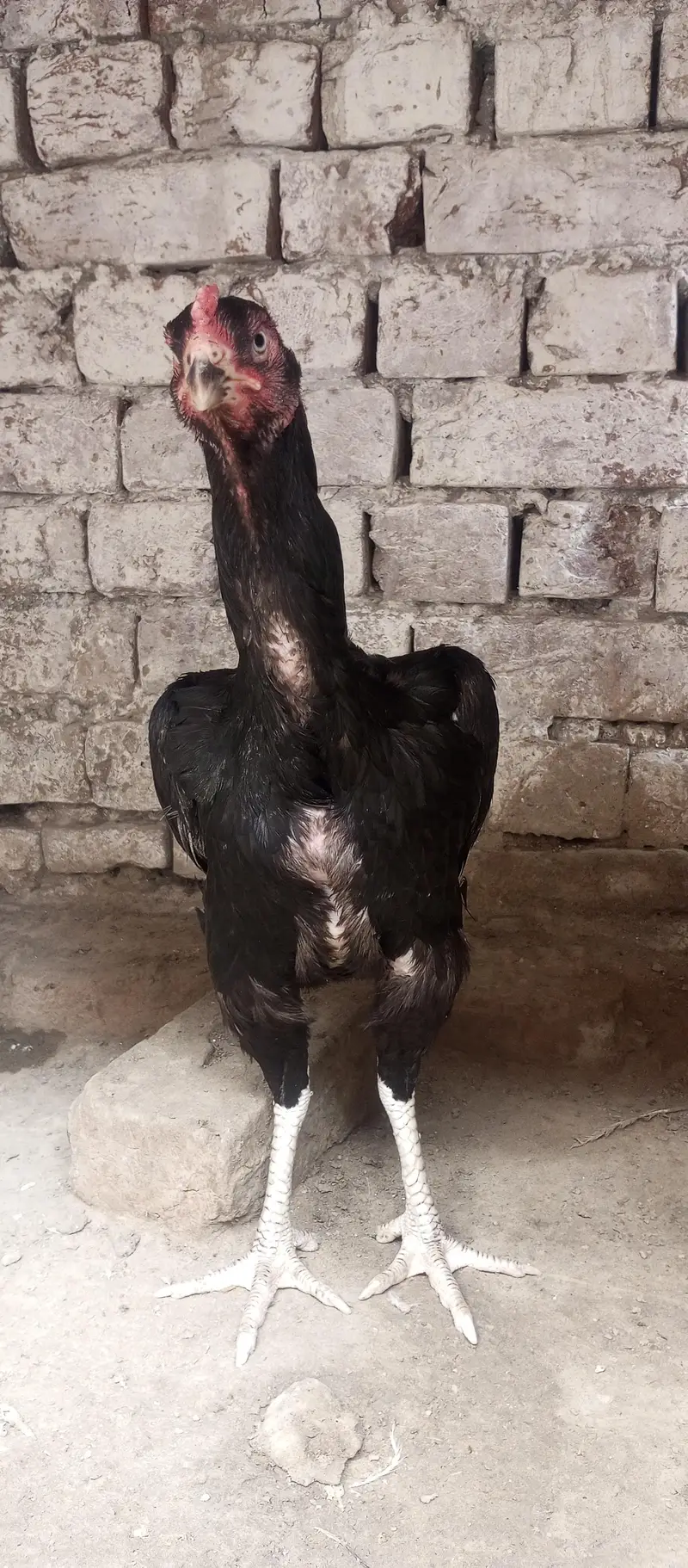 kamalya + lassani Breed male with female for sale — photo 7